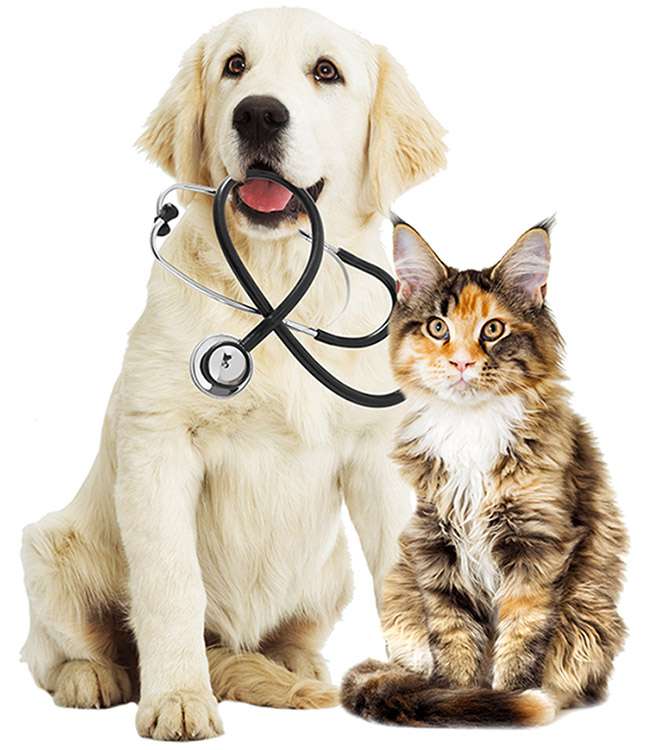 Hund und Katze mit Stethoskop